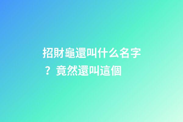 招財龜還叫什么名字？竟然還叫這個